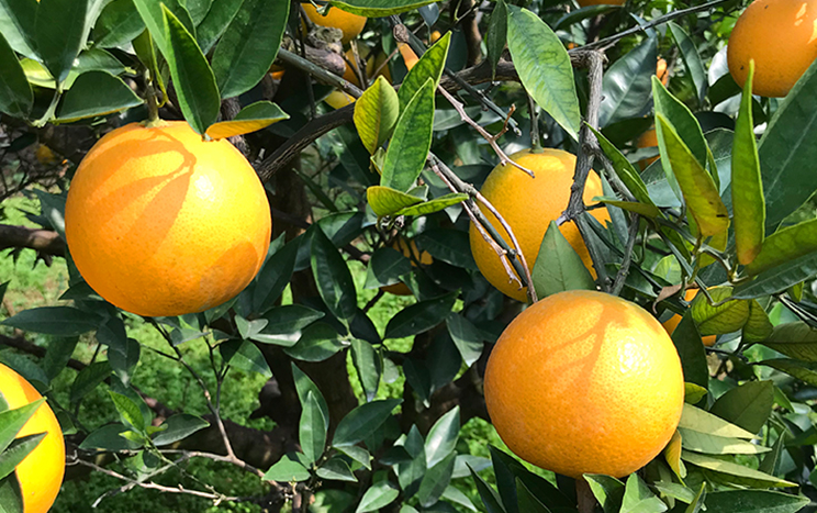 武汉橙子树销售